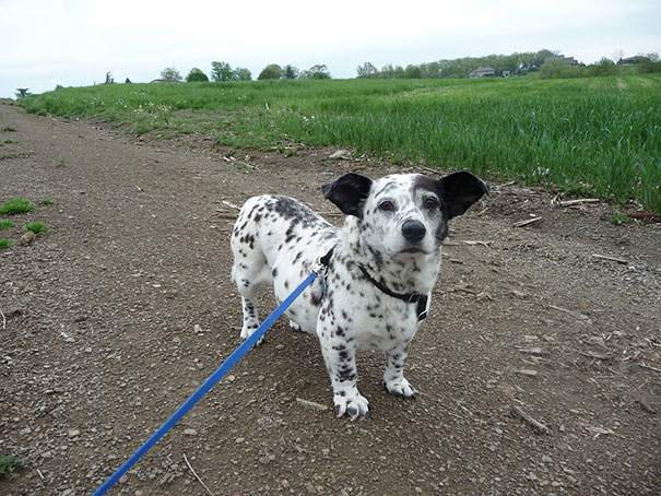 Mixed Dog Breed